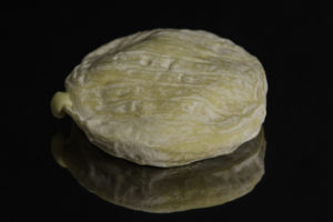 Saint Marcellin (IGP) fromage de vache au lait cru Dauphiné.